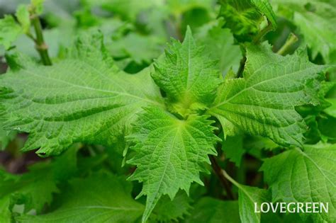 大葉植物種類|大葉（シソ）の育て方｜栽培のコツや収穫のポイント 